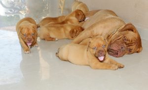 mom and puppies