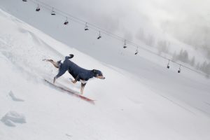 dog on snowboard