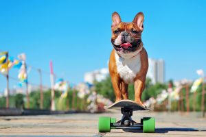 french bulldog on skateboard