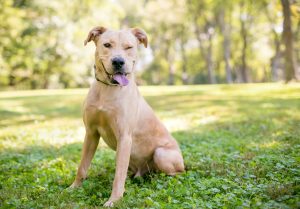 yellow lab