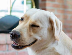 golden retriever wink