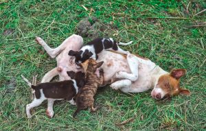 mom feeding puppies outside