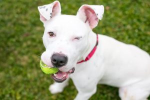 white pit bull terrier wink