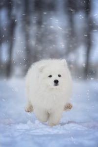 white fluffy dog in snow