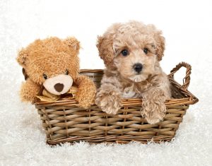 dog in basket