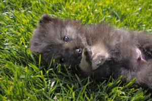 puppy in grass