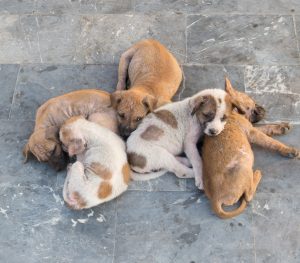 litter of beige dogs