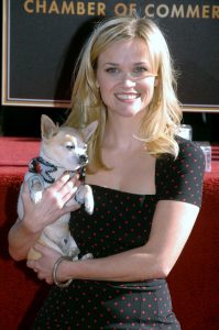 reese witherspoon little dog