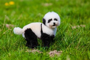 panda dog