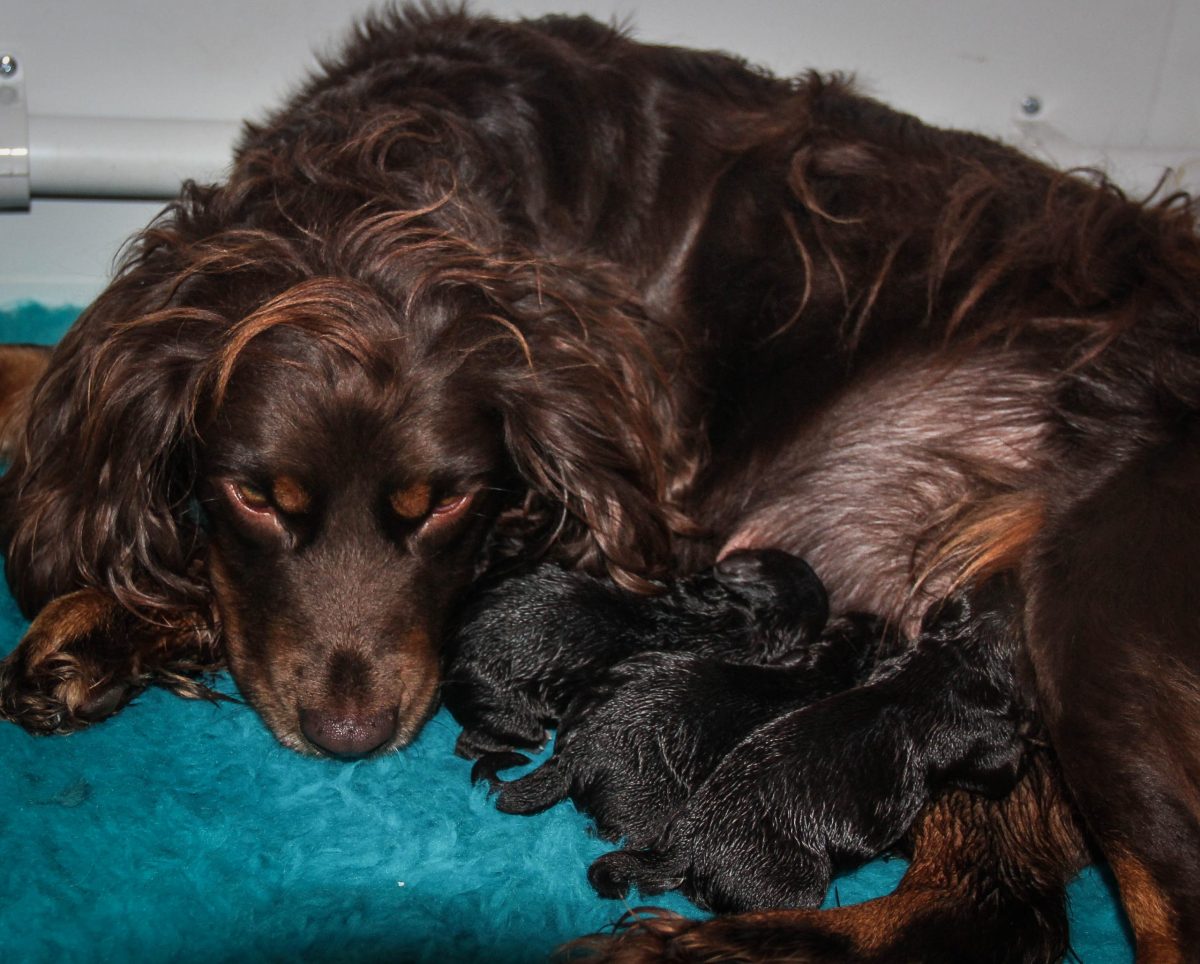 chocolate brown dog feeding puppies