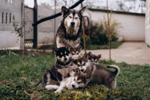 alaskan malamutes dog family
