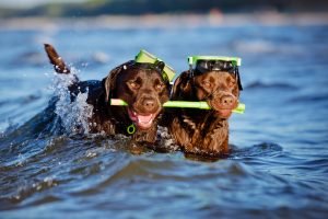 two labradors water swim