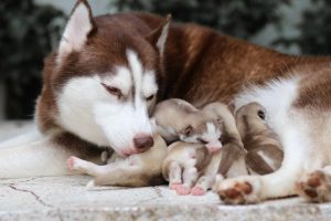 brown husky mom and puppies