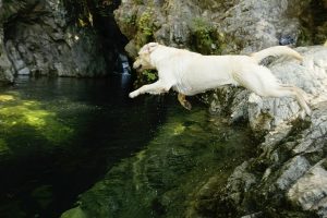 dog jumping into water