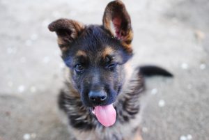 black dog winking