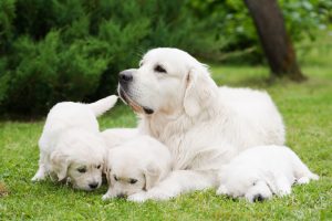 white golden retriever family