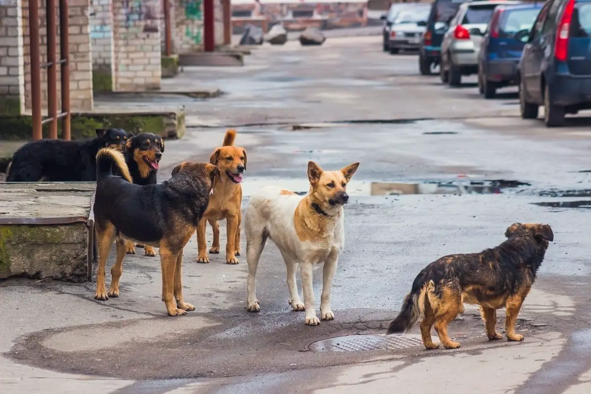 dogs on street