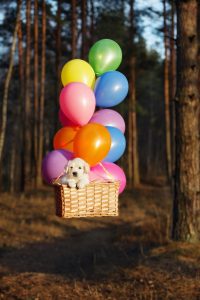 golden retriever with balloons