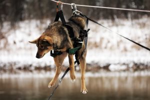 dog in harness