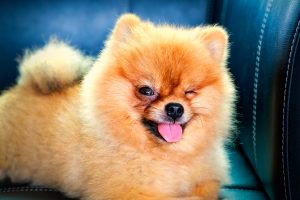 orange fluffy pomeranian wink