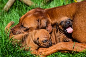 rhodesian ridgeback