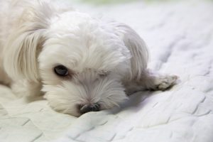 white maltese winking