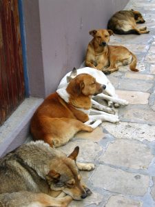 dogs on edge of sidewalk