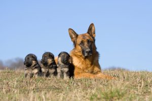 female german shepherd puppies