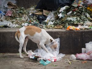 dog in plastic bag