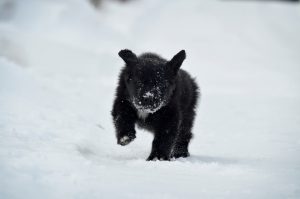 black newfoundland dog in snow