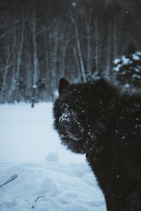 bear dog in snow