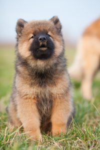 bear dog in sun