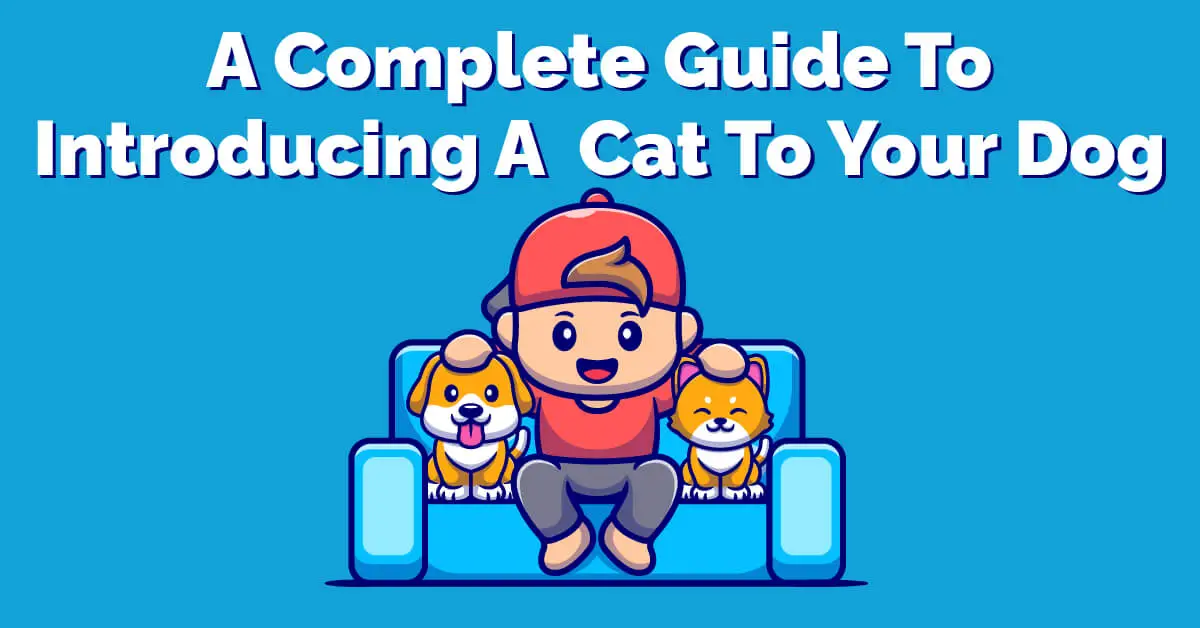 A Complete Guide To Introducing A Cat To Your Dog