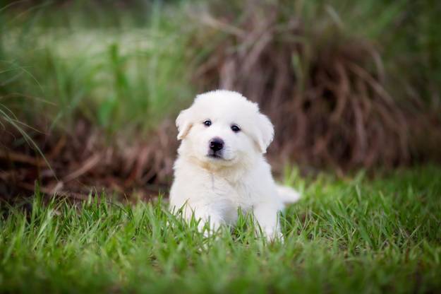 Cute Pyrenees