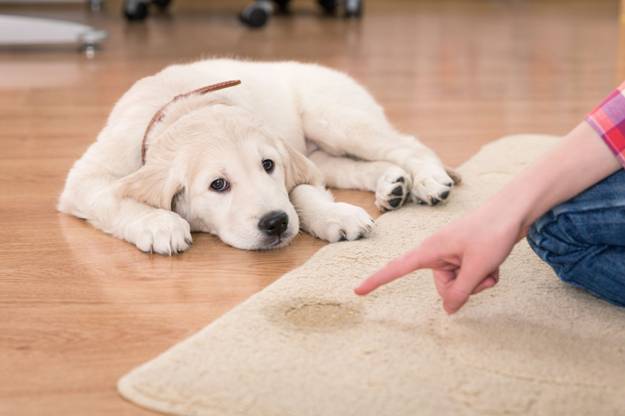 Dog Peeing in the House at Night for Health Reasons