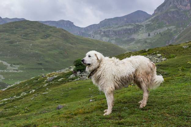 Great Pyrenees dog shedding