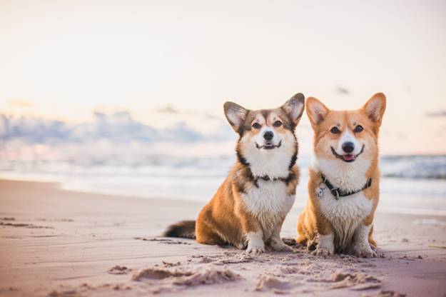 Are Corgis Hypoallergenic? Here’s What To Do