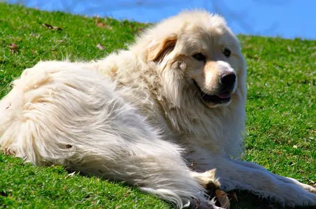 Pyrenees hypoallergenic