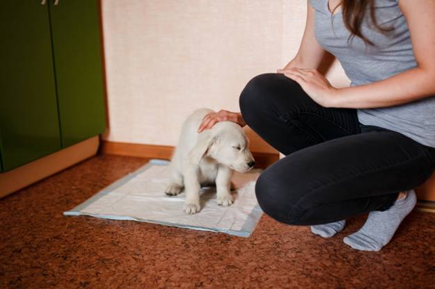 What To Do if Your Puppy Pees in Their Sleep