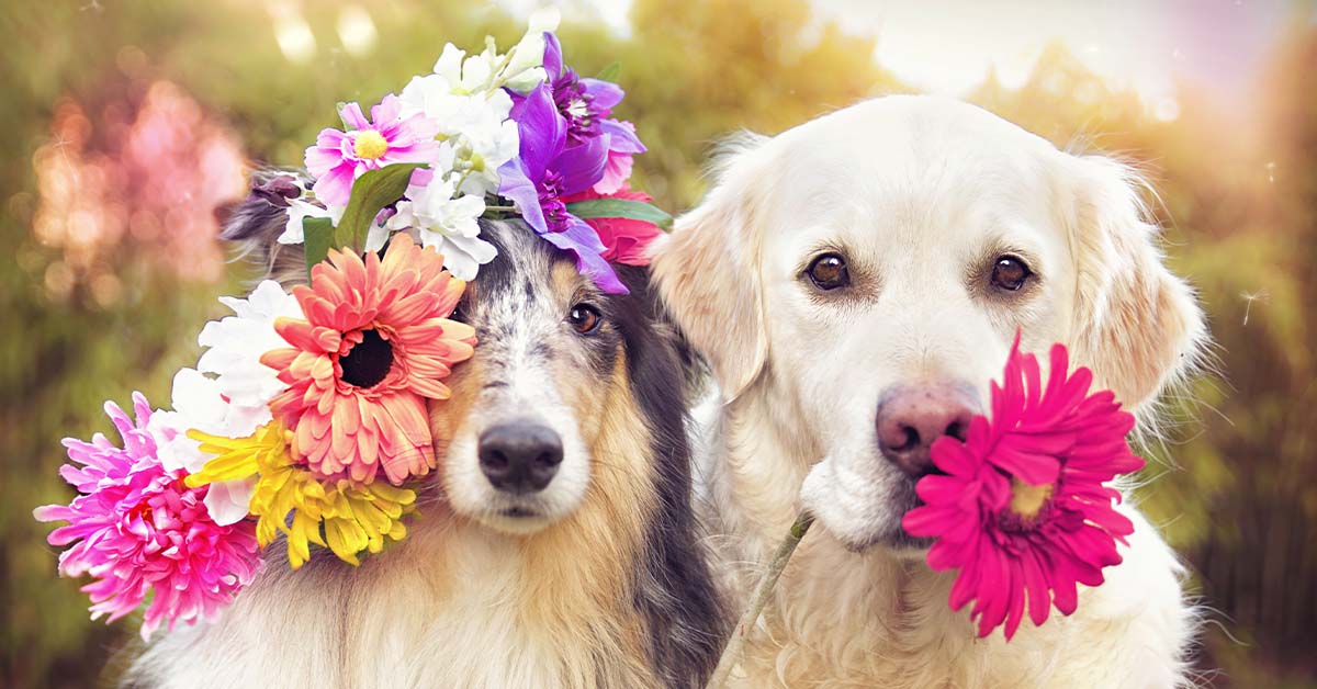 dogs flowers
