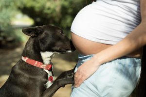 pregnant woman with dog