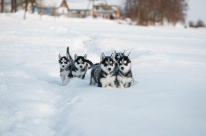 huskies in snow