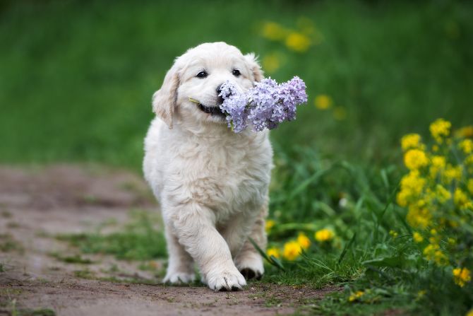 dog smiles flowers