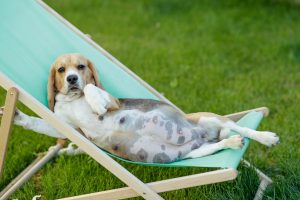 pregnant dog chair