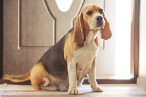 pregnant dog on doorstep