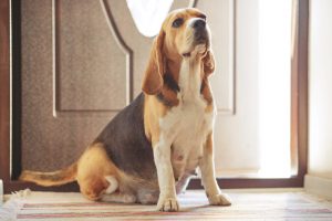 basset hound pregnant