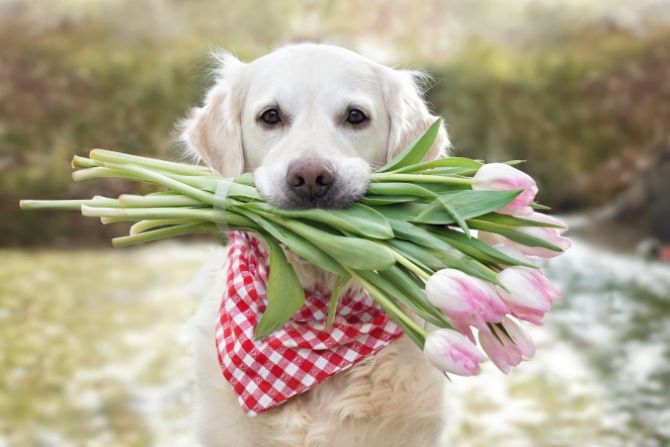 dog holding tulips
