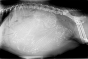 xray of pregnant dog