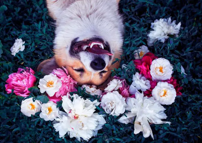 dog smiles with flowers