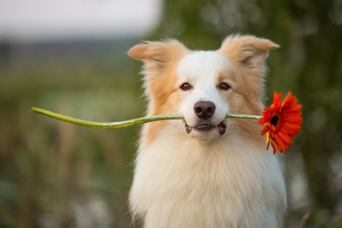 Dog holds flower in mouth